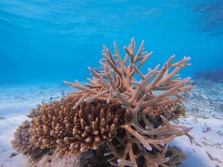 Qu Est Ce Que La Photographie Sous Marine Photo Denfert