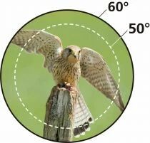 Nikon Jumelles ACTION 7 x 50