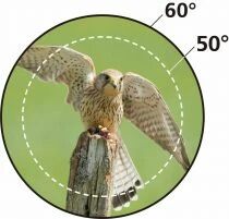 Nikon Jumelles ACTION 7 x 50