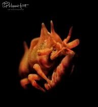 SMC3 Nauticam super macro 3 2X3