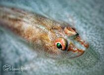 SMC3 Nauticam super macro 3 2X3