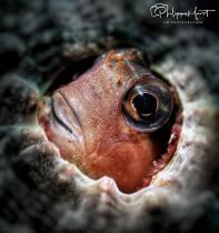 SMC3 Nauticam super macro 3 2X3