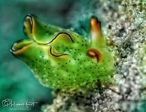 SMC3 Nauticam super macro 3 2X3